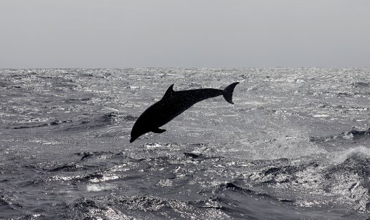 GlobalGeoNews / Méditerranée : Menaces sur les Dauphins